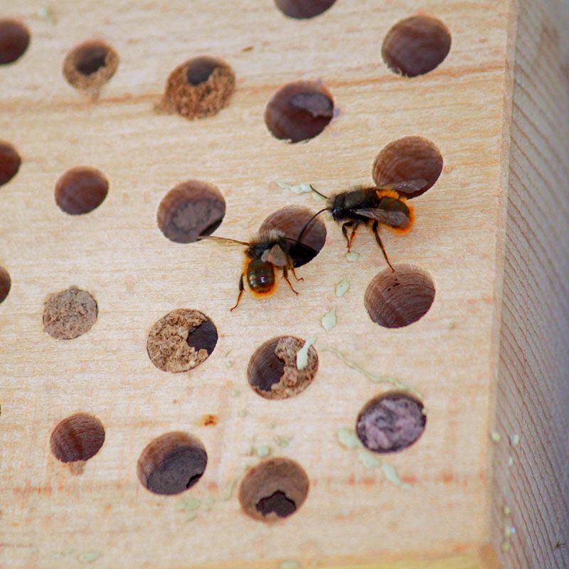 Insektennisthilfe Set - Insektenhotel mit Lehm & Schilf + Nistblock aus Hartholz Naturschutzprodukt