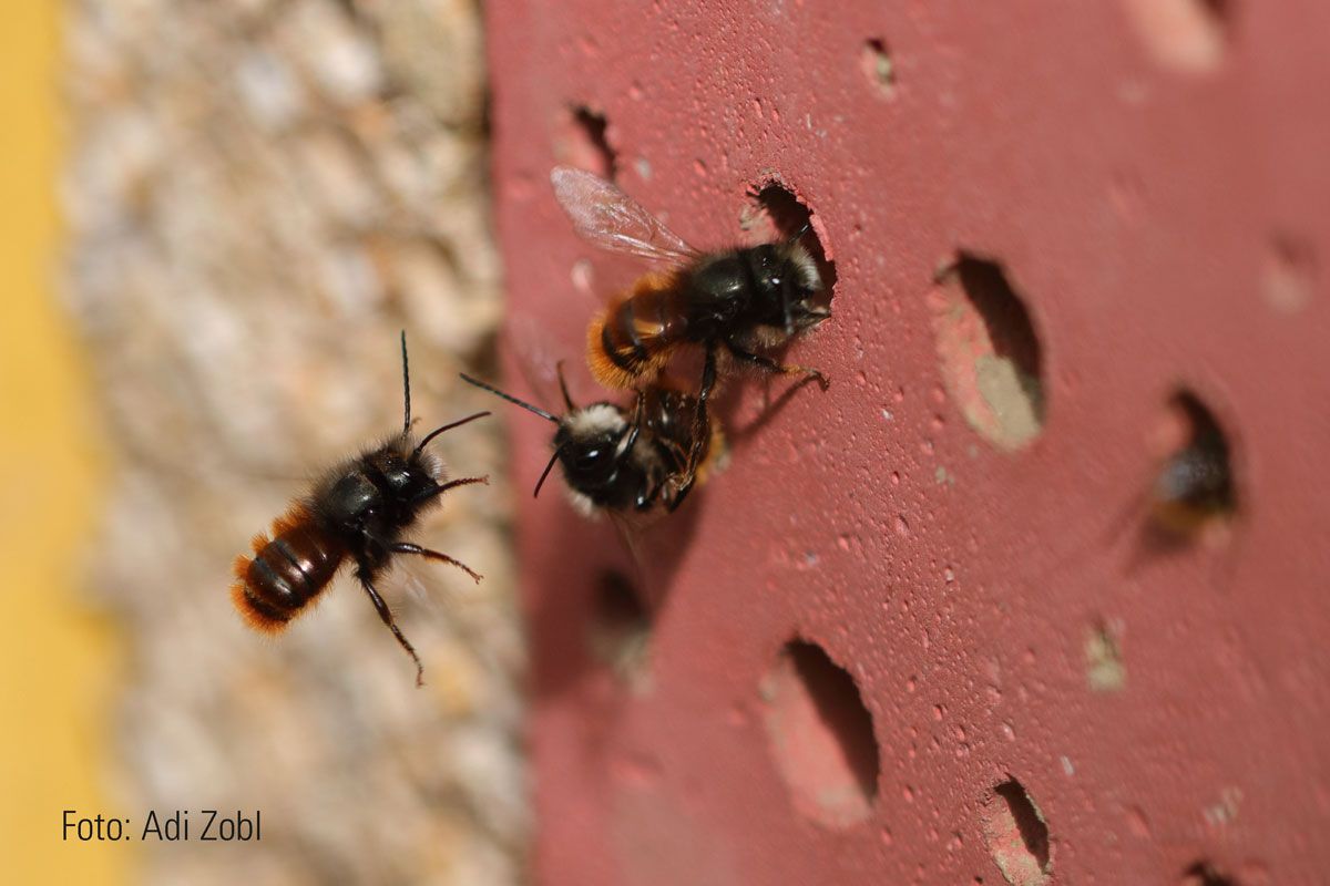 Insektennisthilfe Set - Insektenhotel mit Lehm & Schilf + Nistblock aus Hartholz Naturschutzprodukt