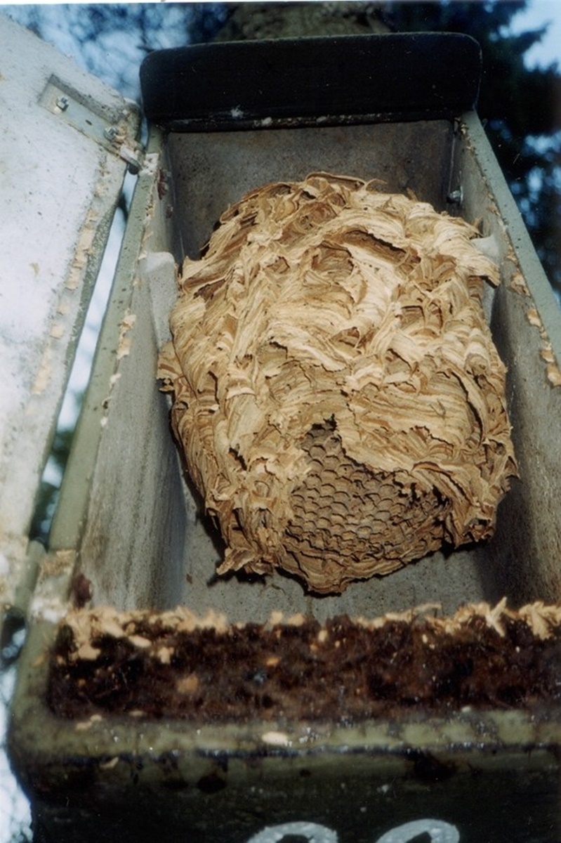 Naturschutzprodukt Hornissenkasten H 60 cm artgereicht aus atmungsaktivem Holzbeton