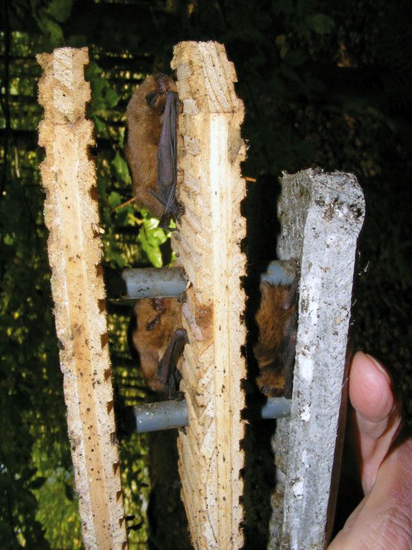 Naturschutzprodukt Satz 2 Stück - Fledermaushöhlen 1FD mit dreifacher Vorderwand Artenschutz
